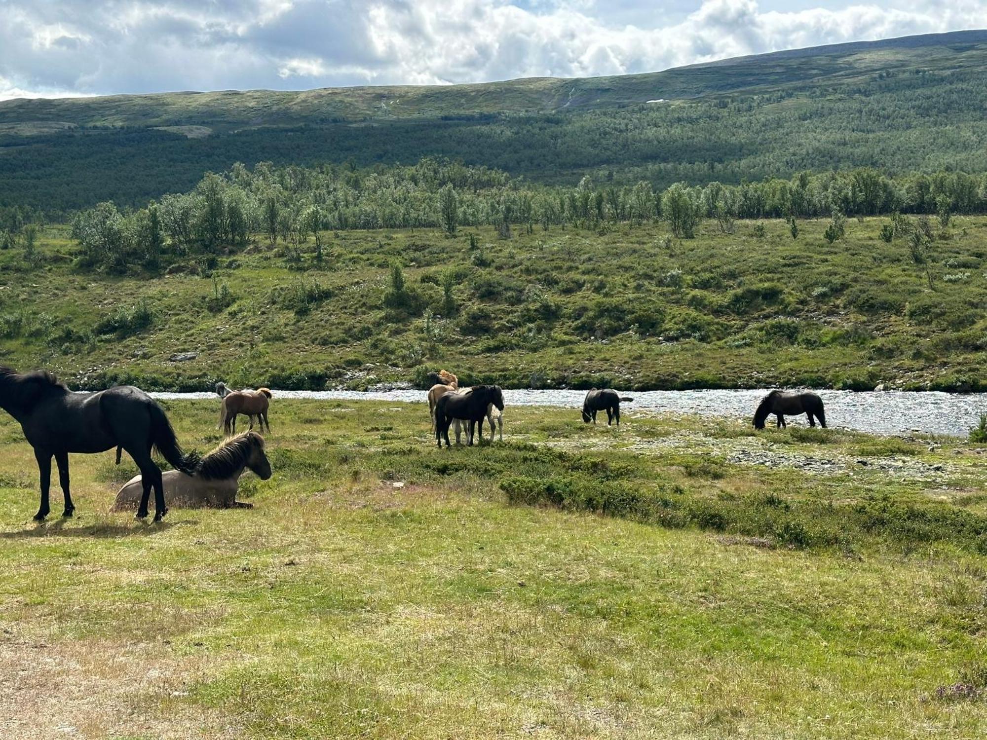 Koselig Med Uthus Pa Vakre Dovrefjell Dovre