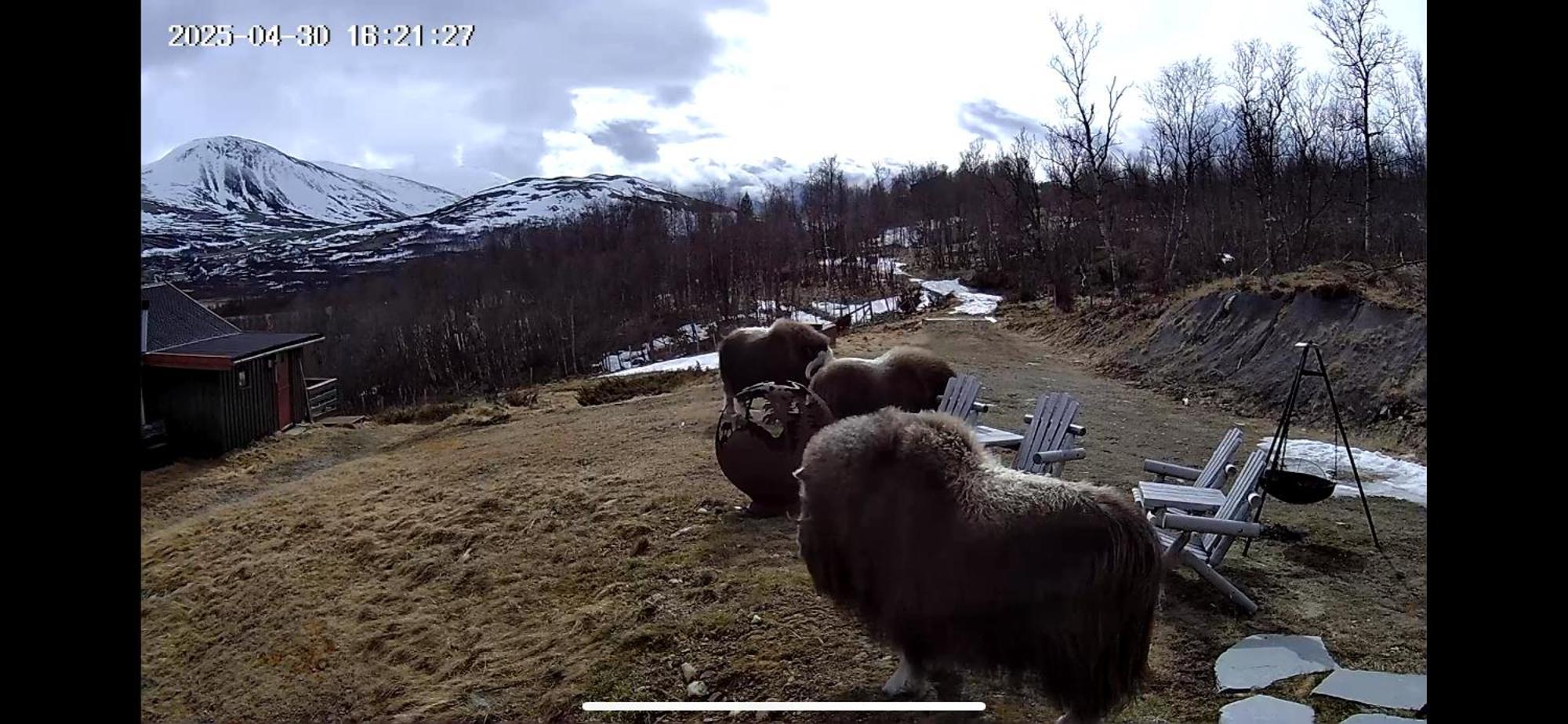Koselig Med Uthus Pa Vakre Dovrefjell Dovre